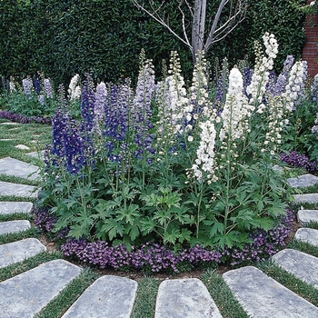 Delphinium elatum 'Guardian Mix' (Delphinium) - Guardian Mix Delphinium