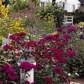 Dianthus - Amazon&trade; 'Neon Duo'