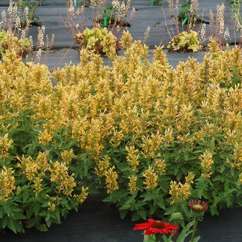 Agastache (Hummingbird Mint) - Poquito&trade; 'Butter Yellow'
