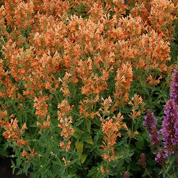 Agastache (Hummingbird Mint) - Poquito&trade; 'Orange'