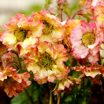 Geum - Pretticoats&trade; 'Peach'