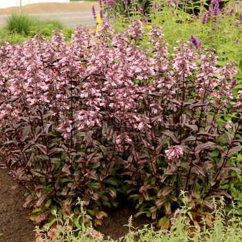 Penstemon digitalis (Beardtongue) - Dakota&trade; 'Burgundy'