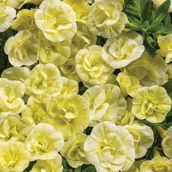 Calibrachoa (Double Calibrachoa) - Superbells® 'Double Chiffon' Calibrachoa (Double Calibrachoa) - Superbells® 'Double Chiffon'