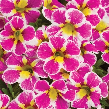 Calibrachoa - Superbells® 'Holy Cow!™' Calibrachoa - Superbells® 'Holy Cow!™'