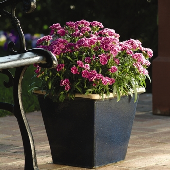 Dianthus barbatus - Dynasty 'Orchid'