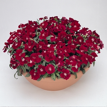Dianthus chinensis x barbatus - Floral Lace™ Crimson