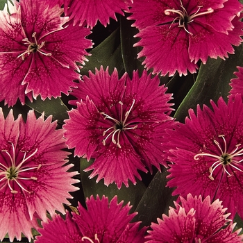 Dianthus (Pinks) - Ideal Select™ 'Raspberry'