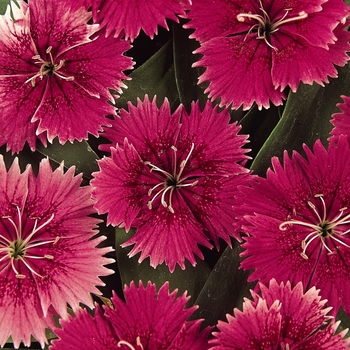 Dianthus (Pinks) - Ideal Select™ 'Raspberry'