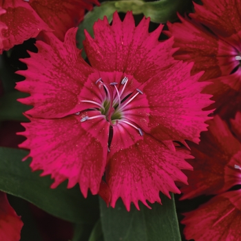 Dianthus (Pinks) - Ideal Select™ 'Red'