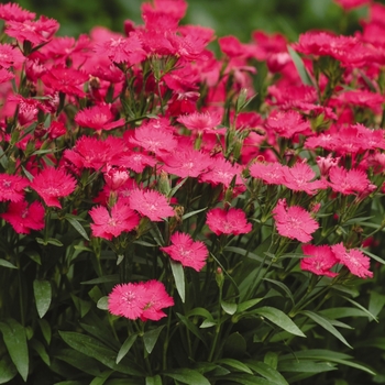 Dianthus (Pinks) - Ideal Select&trade; 'Rose'