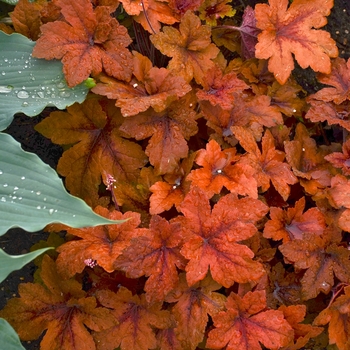 Heucherella - 'Pumpkin Spice' Foamy Bells