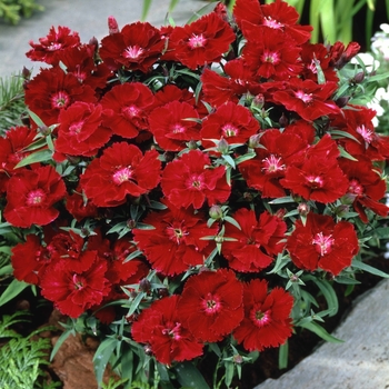 Dianthus chinensis (Pinks) - Diana 'Crimson'