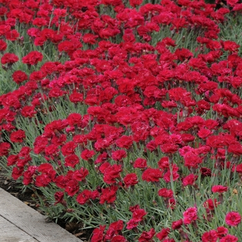 Dianthus gratianopolitanus - 'Red Beauty'