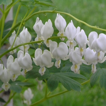 Dicentra spectabilis 'Alba' (Bleeding Heart) - Alba Bleeding Heart