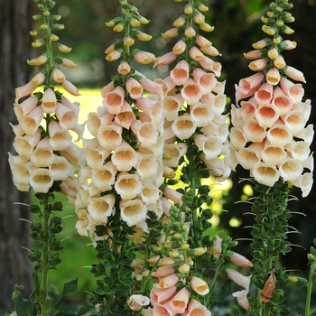 Digitalis purpurea - 'Dalmatian Peach' Foxglove