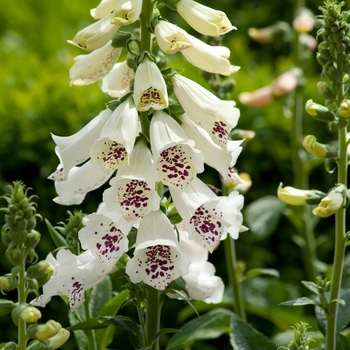 Digitalis purpurea (Foxglove) - 'Dalmatian White'