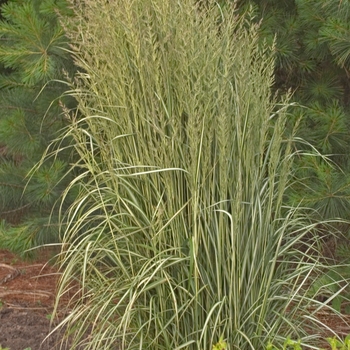 Calamagrostis acutiflora 'Avalanche' (Feather Reed Grass) - Avalanche Feather Reed Grass