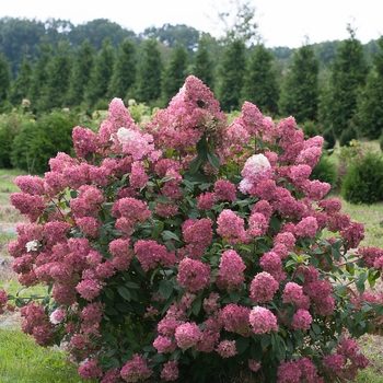 Hydrangea paniculata - 'Fire Light®' Panicle Hydrangea