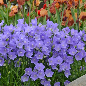 Campanula persicifolia 'Takion Blue' (Peach-Leaved Bellflower) - Takion Blue Peach-Leaved Bellflower