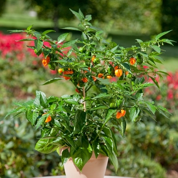 Capsicum annuum - 'Habanero' Pepper Capsicum annuum - 'Habanero' Pepper