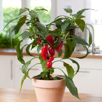 Capsicum annuum - 'Jalapeño' Pepper Capsicum annuum - 'Jalapeño' Pepper