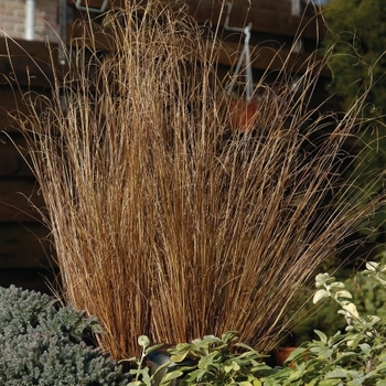 Carex buchananii (Leatherleaf Sedge) - ColorGrass® 'Red Rooster'