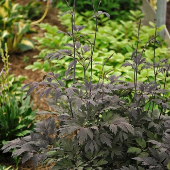 Cimicifuga 'Chocoholic' PP24821 (Black Snakeroot) - Chocoholic Black Snakeroot