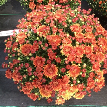 Chrysanthemum x morifolium ''Amiko Bronze'' (Garden Mum) - Belgian® Amiko Bronze