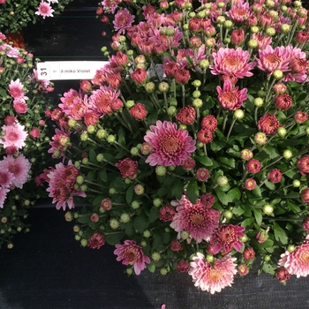Chrysanthemum x morifolium ''Amiko Violet'' (Garden Mum) - Belgian® Amiko Violet