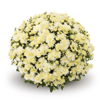 Chrysanthemum x morifolium ''Amiko White'' (Garden Mum) - Belgian® Amiko White