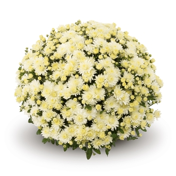 Chrysanthemum x morifolium ''Amiko White'' (Garden Mum) - Belgian® Amiko White Chrysanthemum x morifolium ''Amiko White'' (Garden Mum) - Belgian® Amiko White