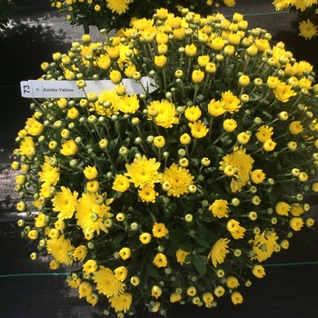 Chrysanthemum x morifolium ''Amiko Yellow'' (Garden Mum) - Belgian® Amiko Yellow