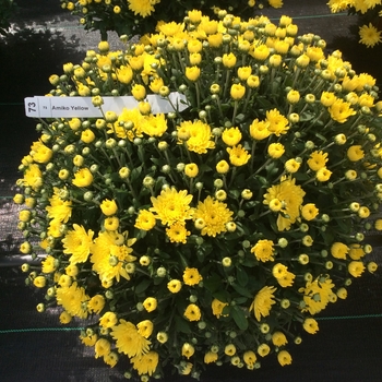 Chrysanthemum x morifolium ''Amiko Yellow'' (Garden Mum) - Belgian® Amiko Yellow Chrysanthemum x morifolium ''Amiko Yellow'' (Garden Mum) - Belgian® Amiko Yellow
