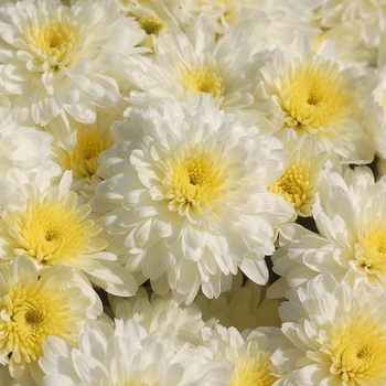 Chrysanthemum x morifolium ''Aspen White'' PP21205 (Garden Mum) - Aspen White Garden Mum