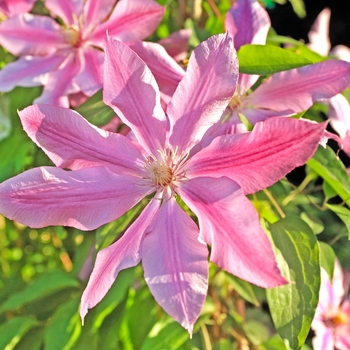 Clematis - 'Pink Fantasy'