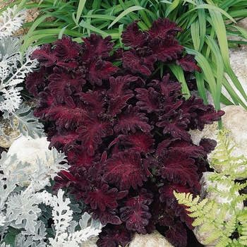 coleus - 'Black Dragon'