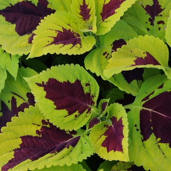 coleus scutellarioides - Kong&reg; 'Lime Sprite'