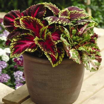 coleus scutellarioides - Kong&reg; 'Mosaic'