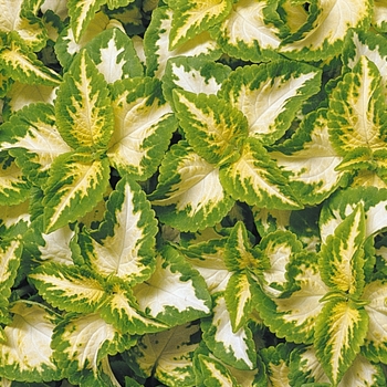 coleus - Wizard® 'Jade' coleus - Wizard® 'Jade'
