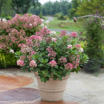 Hydrangea paniculata ''SMHPLQF'' PP25136, Can 5406 (Panicle Hydrangea) - Little Quick Fire® Panicle Hydrangea Hydrangea paniculata ''SMHPLQF'' PP25136, Can 5406 (Panicle Hydrangea) - Little Quick Fire® Panicle Hydrangea