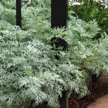 Artemisia 'Powis Castle' (Wormwood) - Powis Castle Wormwood