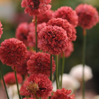 Armeria pseudarmeria (Sea Thrift) - 'Ballerina Red'