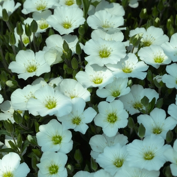 Arenaria montana - 'Blizzard Compact' Mountain Sandwort