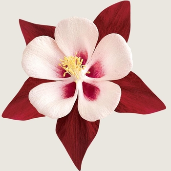 Aquilegia 'Burgundy and White' (Columbine) - Swan Burgundy and White