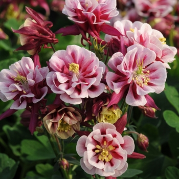 Aquilegia vulgaris 'Double Red & White' (Columbine) - Winky Double Red & White