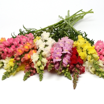 Antirrhinum majus (Snapdragon) - Rocket 'Mix' Antirrhinum majus (Snapdragon) - Rocket 'Mix'