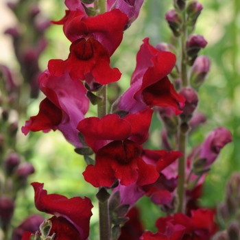 Antirrhinum majus (Snapdragon) - 'Rocket Red' Antirrhinum majus (Snapdragon) - 'Rocket Red'