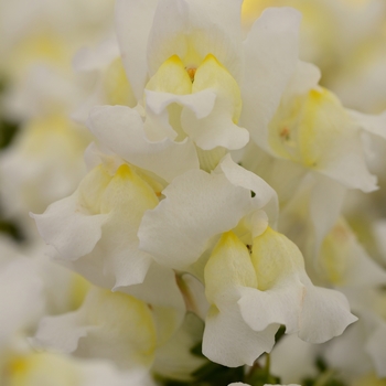 Antirrhinum majus (Snapdragon) - Snapshot™ White Antirrhinum majus (Snapdragon) - Snapshot™ White
