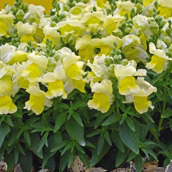 Antirrhinum majus (Snapdragon) - Snapshot™ Yellow Antirrhinum majus (Snapdragon) - Snapshot™ Yellow