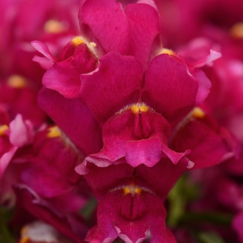 Antirrhinum majus - Snapdragon Antirrhinum majus - Snapdragon